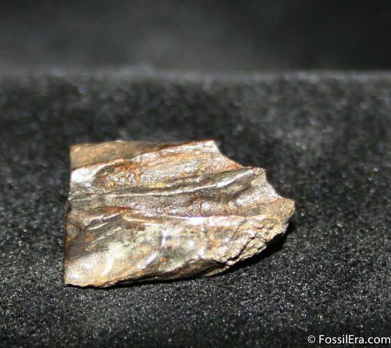 Real Dinosaur Tooth - Inch Triceratops #754